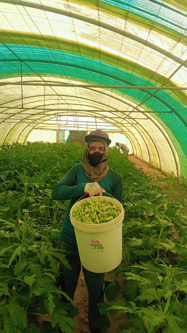 توفر باميا حساوي